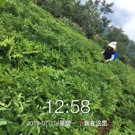  基地直供优质魔芋种，魔芋种子，提供成熟种植技术和田间管理经验