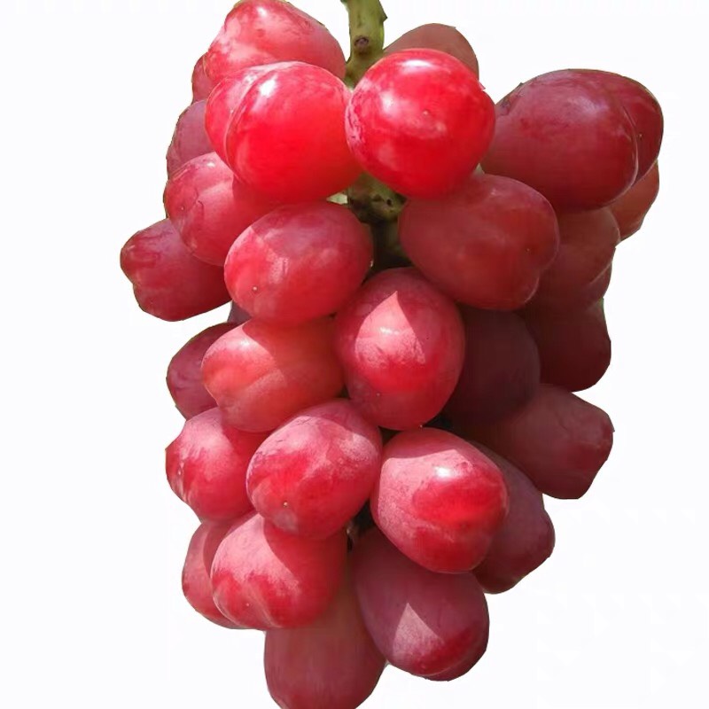 果粒最大的葡萄品种图片