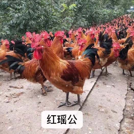 广州红瑶鸡苗  红瑶公鸡苗