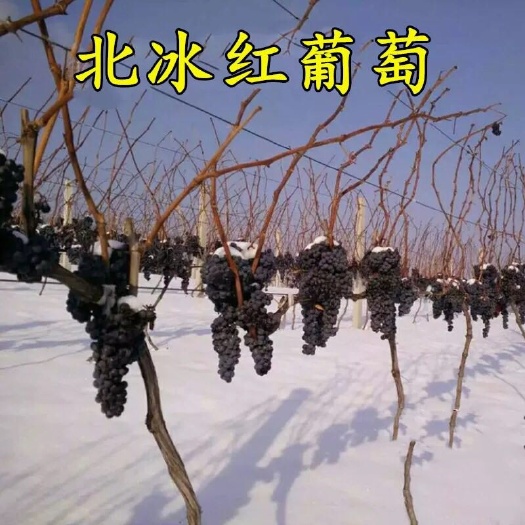 平邑县 北冰红葡萄苗 耐寒 冬天不下架 适当南北方种植