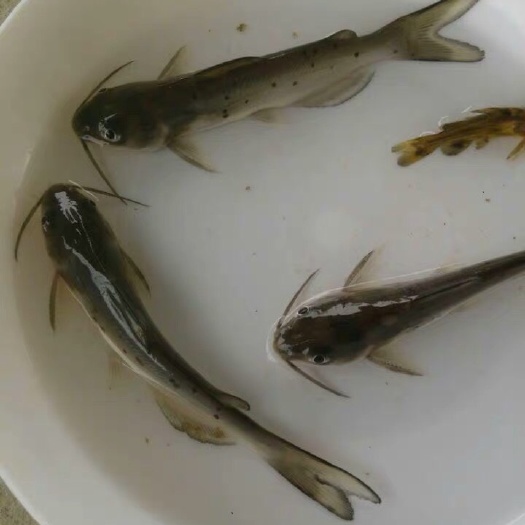 博罗县 叉尾鱼鱼苗