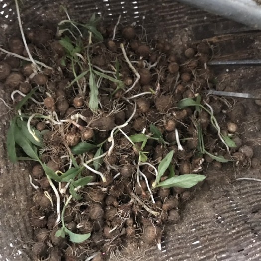 潜江市半夏种子 优质半夏种球，产量高。抗病能力强。