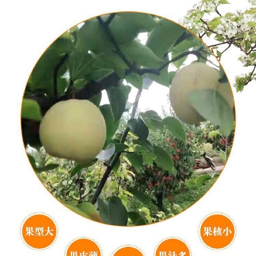 平遥县 山西平遥襄垣乡出口贡梨酥梨顺带内销。