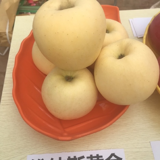 泰安 苹果苗基地 维纳斯黄金苹果苗 鲁丽苹果苗 众成一号苹果苗