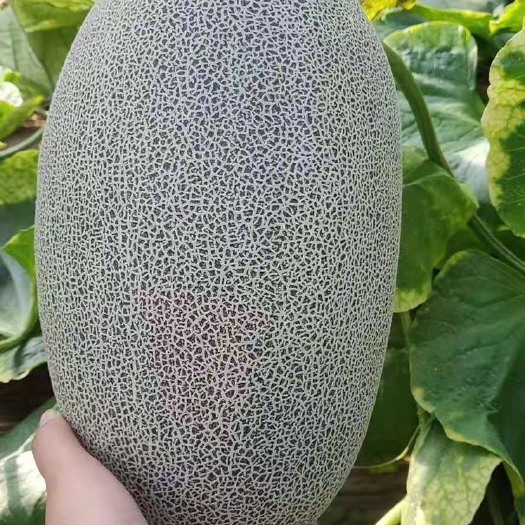 潍坊西州蜜25号 西州蜜25，17大量现货，基地直供，实力代办诚信经营！