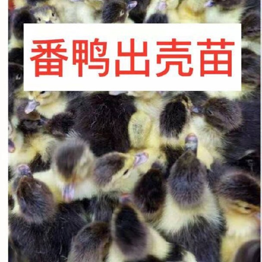 南宁 西洋鸭苗