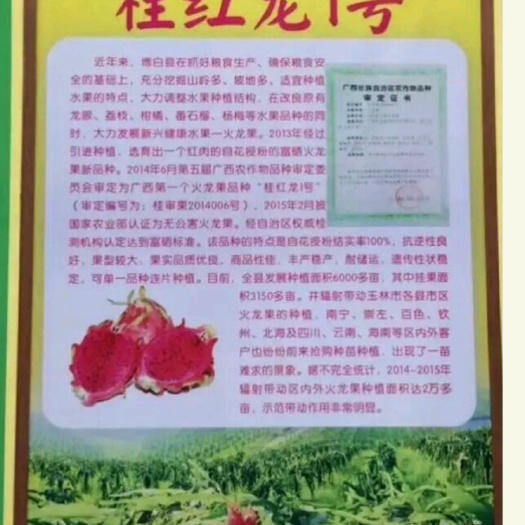 博白县桂红龙一号火龙果苗