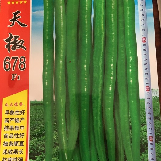 中江县 辣椒种子
