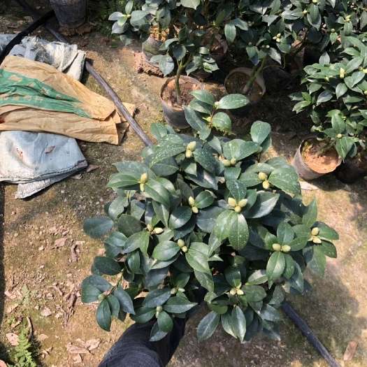 漳平市 赤丹基地直销