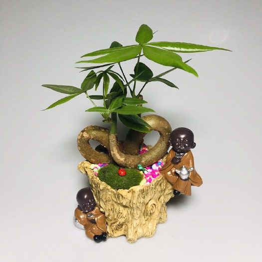 广州盆栽发财树 双Q和尚发财树小盆栽