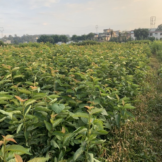 安宁市玛瑙红樱桃树苗 玛瑙红樱桃