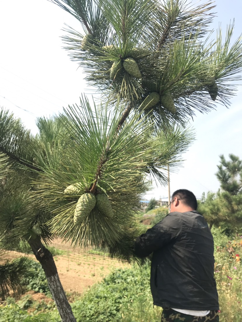 黑松种子  2021年黑松新种子， 粒大饱满，颗颗精选