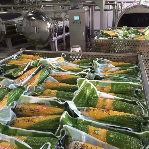 巴彦县精品东北糯玉米，真空包装，速食玉米，产地直发，当季新采