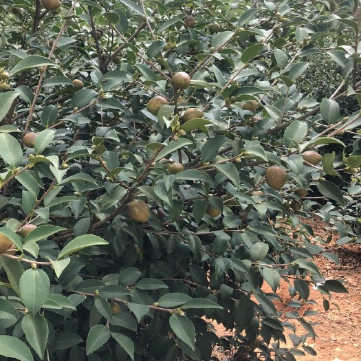 宣城油茶籽 霜降有大量油茶果供应