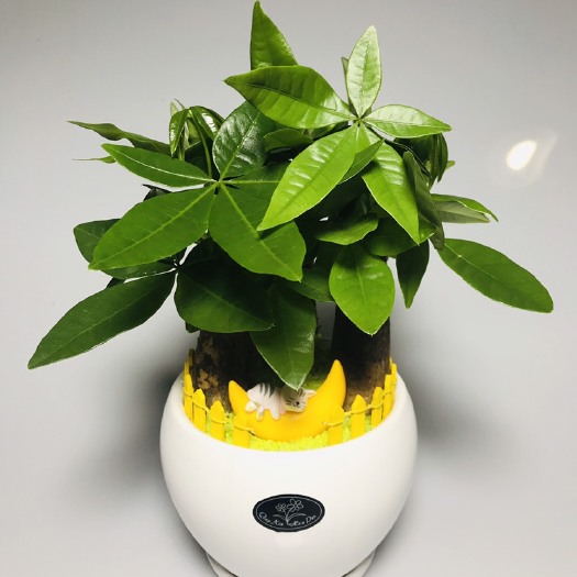 广州 月猫发财树小盆栽