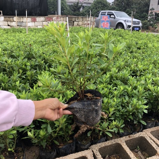 长沙毛杜鹃 0.5米以下
