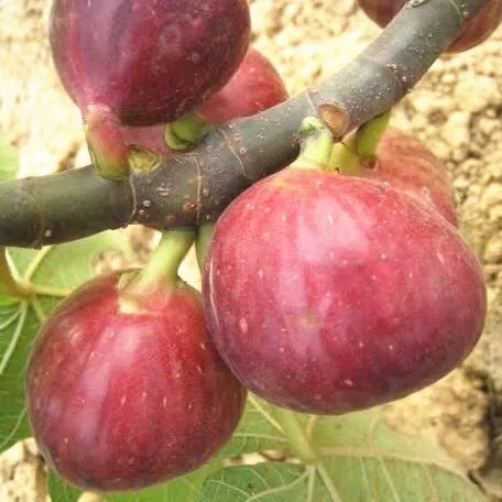 平邑县波姬红无花果苗 包品种，包成活，拥有多年的种植管理技术，基地直销