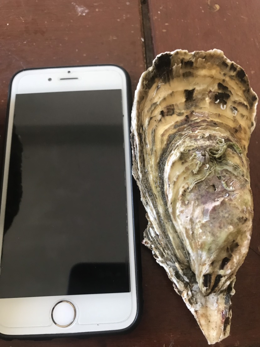 逆天iphone蚝 高压锅蚝 烧烤生蚝 牡蛎 净化蚝