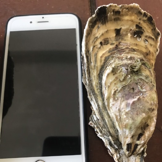 诏安县 逆天iphone蚝 高压锅蚝 烧烤生蚝 牡蛎 净化蚝