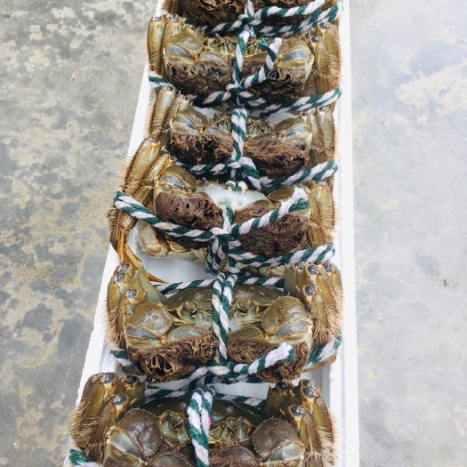 盐城 正宗38规格 苏北大闸蟹供应