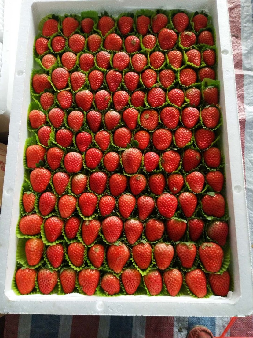徐州法兰地草莓 20克以上