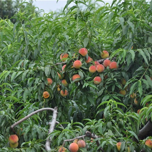 沂蒙霜红2号苗 包品种，包成活，拥有多年的种植管理技术，基地直销