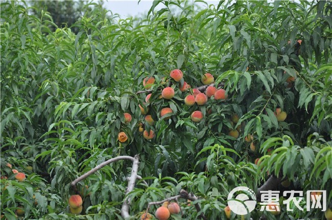 沂蒙霜红2号苗 包品种，包成活，拥有多年的种植管理技术，基地直销