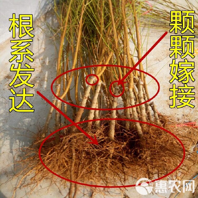 沂蒙霜红2号苗 包品种，包成活，拥有多年的种植管理技术，基地直销