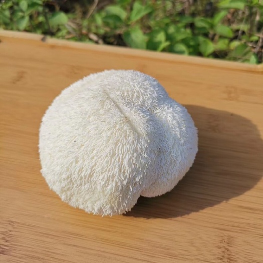 古田县 古田鲜猴头菇送一朵鲜银耳