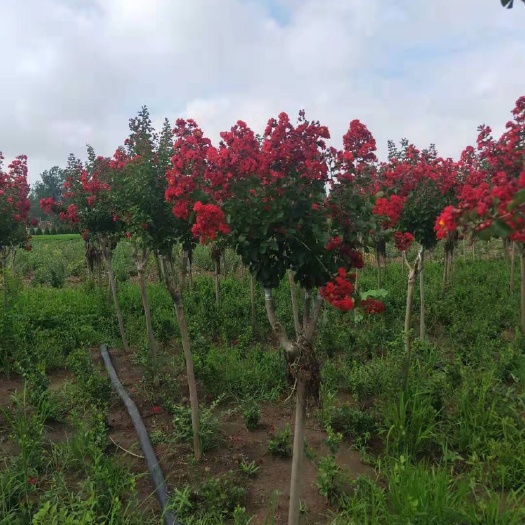 沭阳县红火箭紫薇  美国红火箭基地直销 4-20公分 全国最大基地