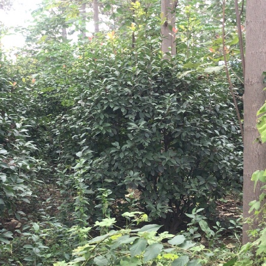 三原县 石楠冠180以上