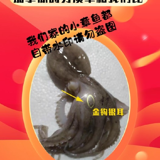 石狮市 高品质原汁章鱼脆口章