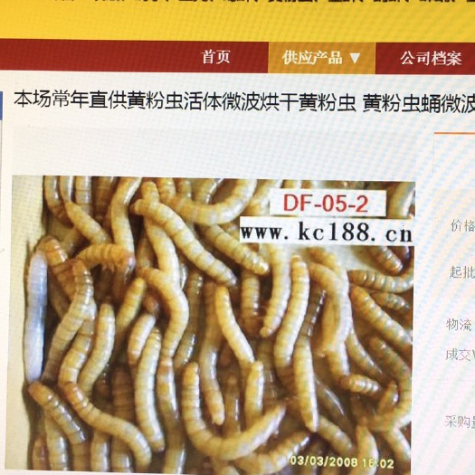 滁州大麦虫  大量求购活虫