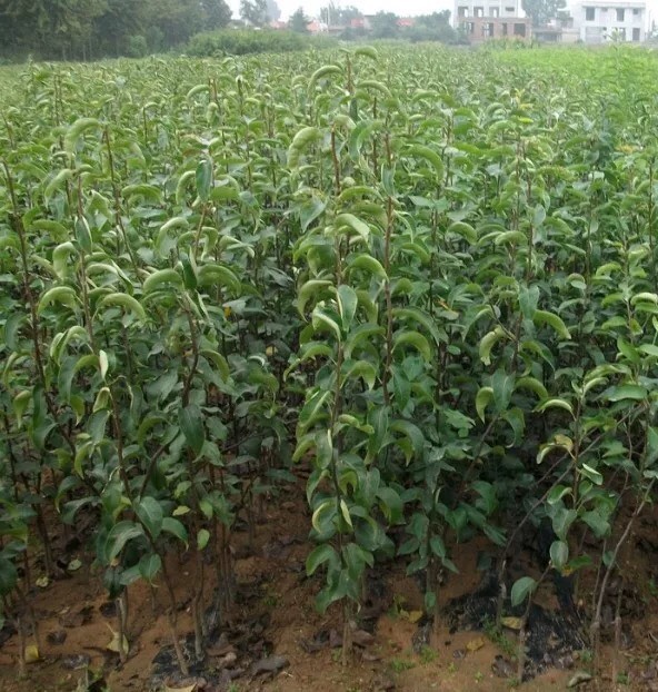 豐水梨苗 包品種，包成活，擁有多年的種植管理技術(shù)，基地直銷