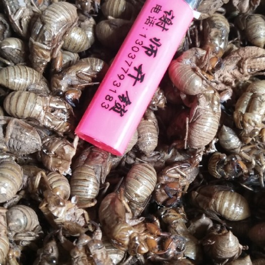 昭通蝉蜕