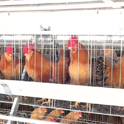 南京胡须鸡苗 胡须鸡公苗，厂家直销，诚信经营，品质保证