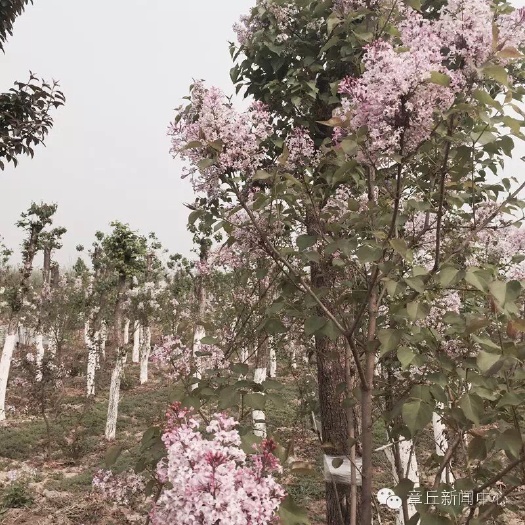 济南 暴马丁香