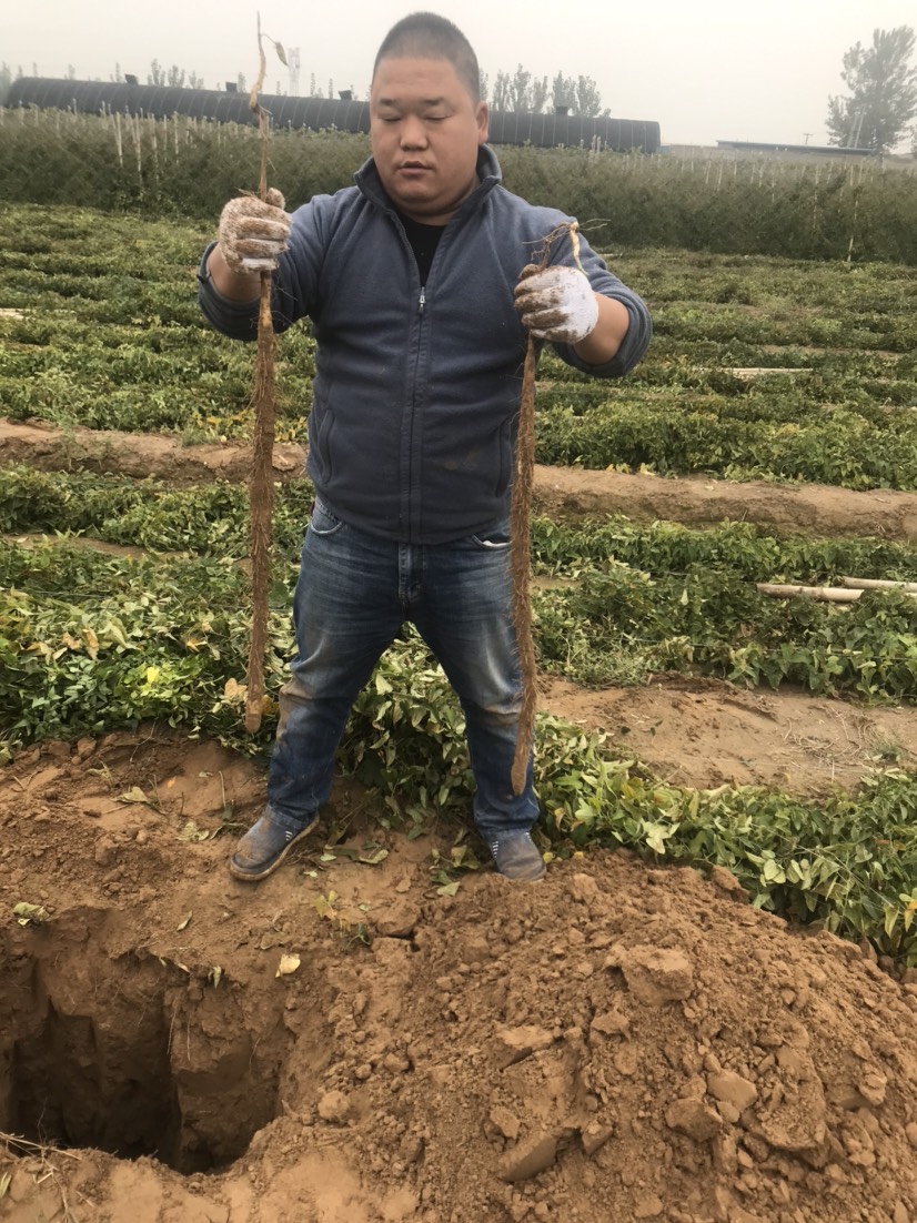  直接卖地，山药秧子已经去掉了，直接挖就行
