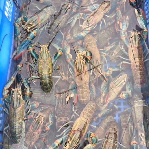 中山市 水溪青蓝龙澳洲淡水龙虾