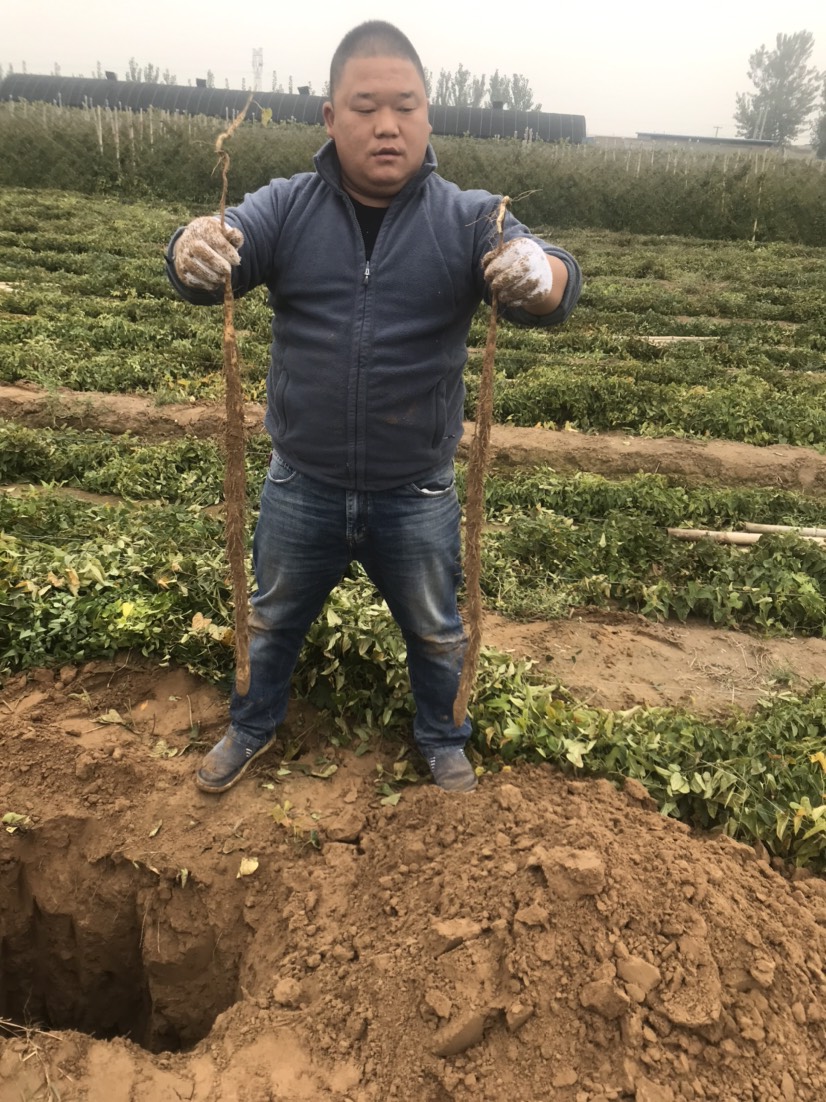  直接卖地，山药秧子已经去掉了，直接挖就行