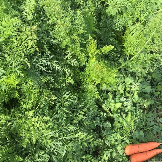 隆尧县 新鲜可口的红萝卜