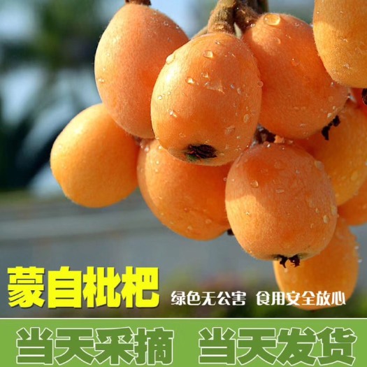 蒙自市 蒙自枇杷，大五星枇杷有需要的老板联系我。
