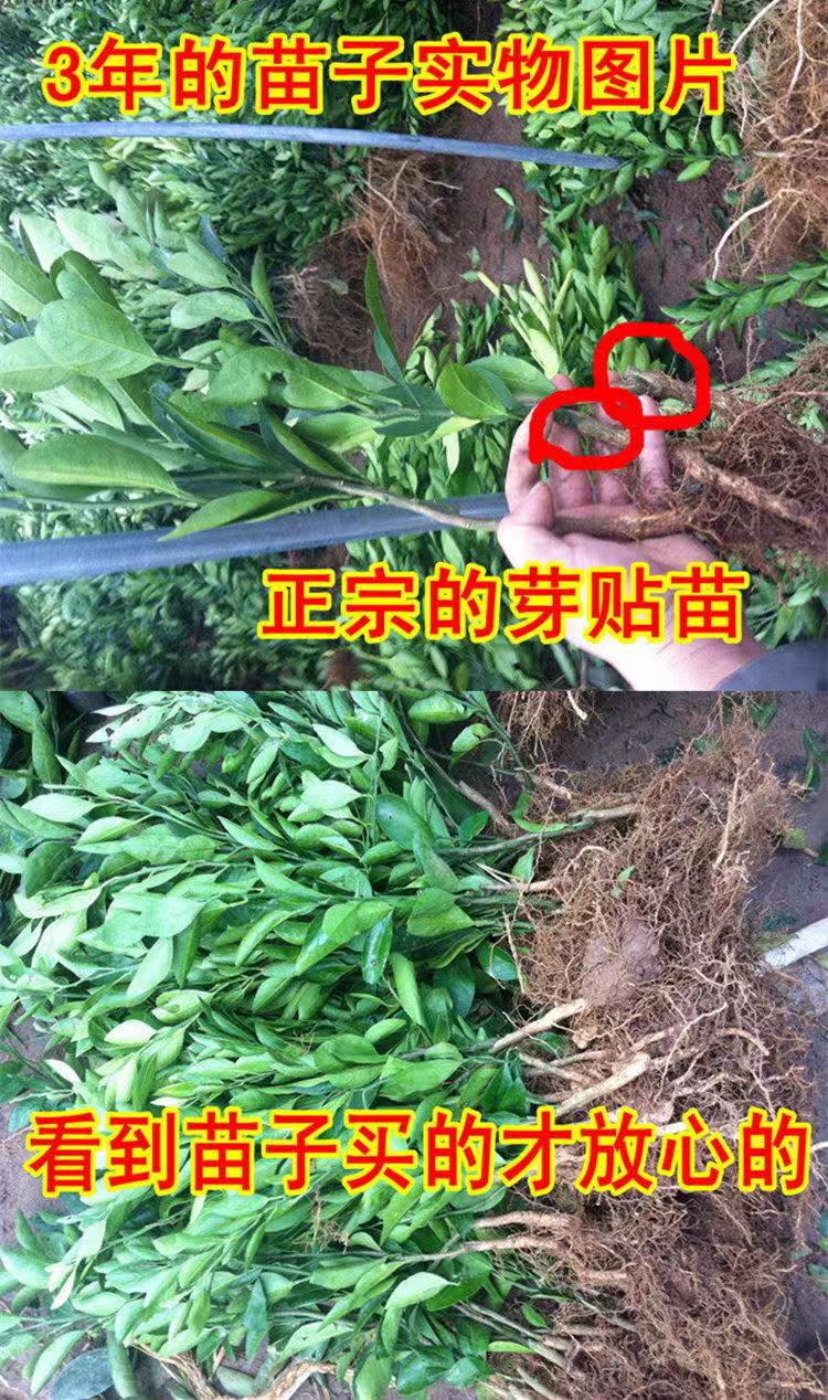  无核沃柑桔苗 无核 肉脆 汁多 产量高