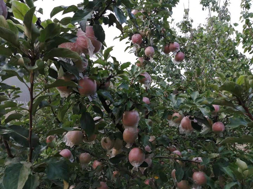  山东大苹果，脆甜皮薄得大苹果 无农药