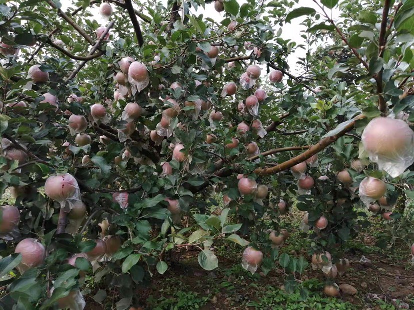  山东大苹果，脆甜皮薄得大苹果 无农药