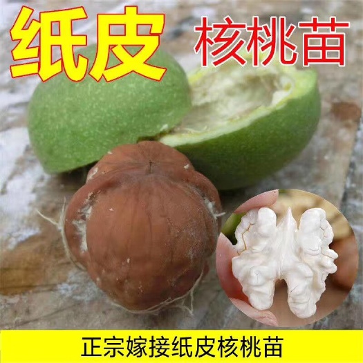 平邑县 薄皮核桃苗，嫁接苗，包成活，包结果，基地直供，