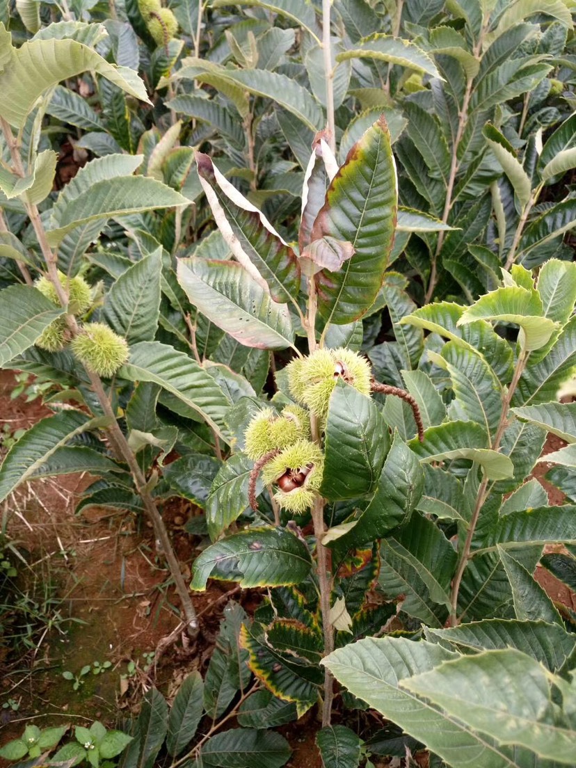 大红袍板栗品种介绍图片