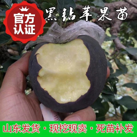 平邑县 黑钻苹果树苗，包成活，基地直供，现挖现卖。