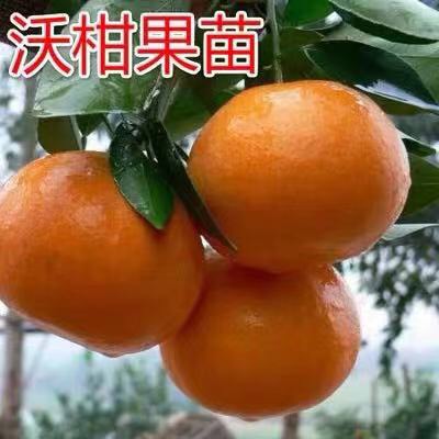  无核沃柑桔苗 无核 肉脆 汁多 产量高