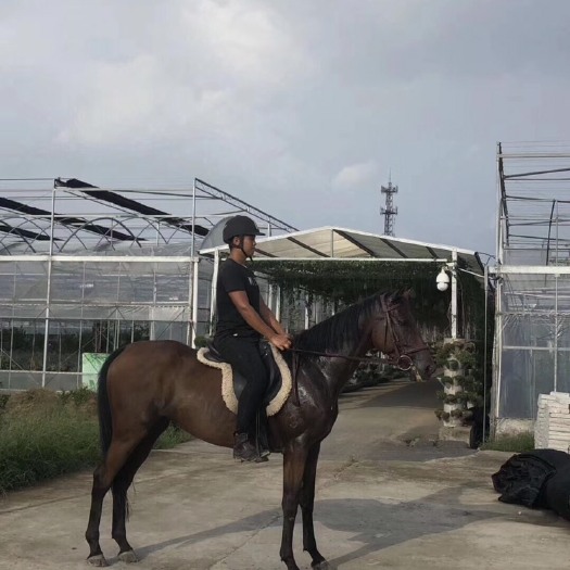 杭州 纯血骟马，身高1.65米，2013年出生，专业俱乐部教学